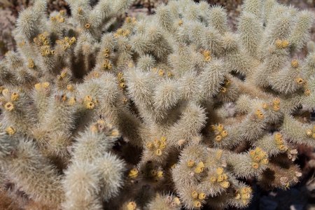 prikkende cactussen